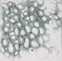 LAINO_Lucy_What Remains (Tesseropora rosea)_2026_Watercolour and acrylic pen on canvas_76x76cm1