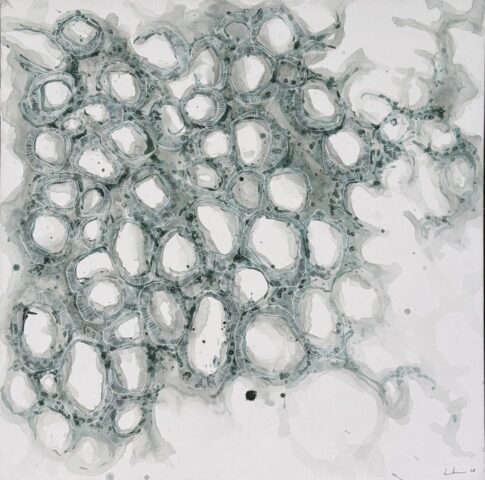 LAINO_Lucy_What Remains (Tesseropora rosea)_2026_Watercolour and acrylic pen on canvas_76x76cm1